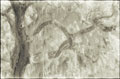 Heartwood